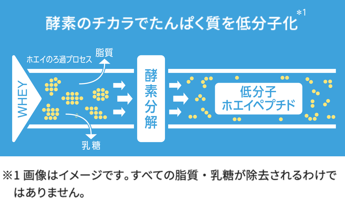 酵素のチカラでたんぱく質を低分子化